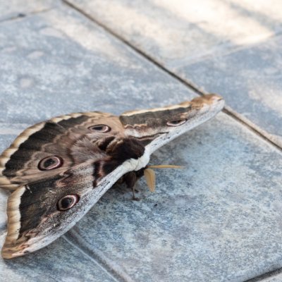 Saturnia pyri (martináč hrušňový), Žebětín