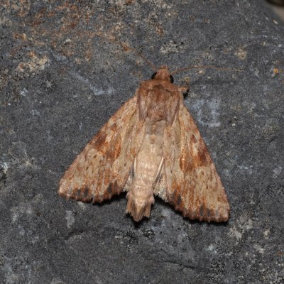 Apamea sublustris (šedavka žlutá), Hády - lesní lom