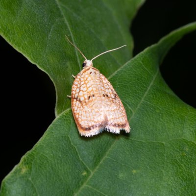 Acleris forsskaleana (-), Hády - lesní lom