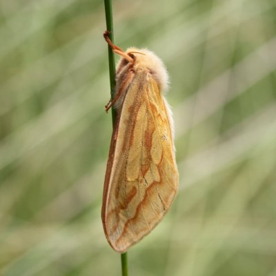 Hepialus humuli (hrotnokřídlec chmelový), SK, Štôla