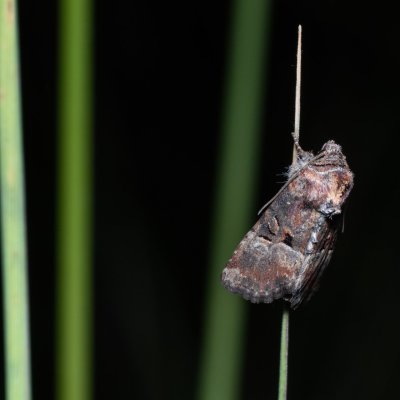 Mesoligia literosa (šedavka znamenaná), Hády - lesní lom