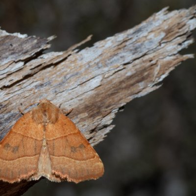 Atethmia centrago (zlatokřídlec jasanový), Hornek