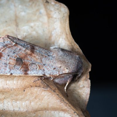 Orthosia incerta (jarnice březnová), Kývalka