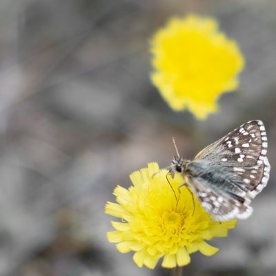 Pyrgus carthami (soumračník proskurníkový), PR Biskoupský kopec