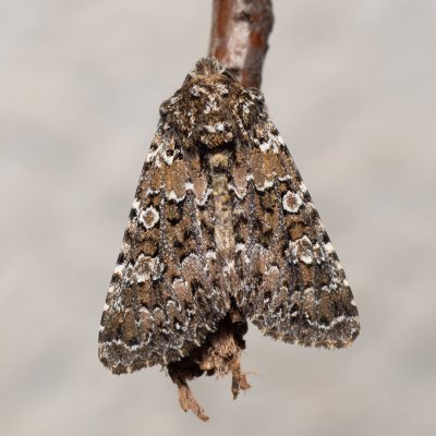 Hadena magnolii (můra zelenavá), HR, Jablanac