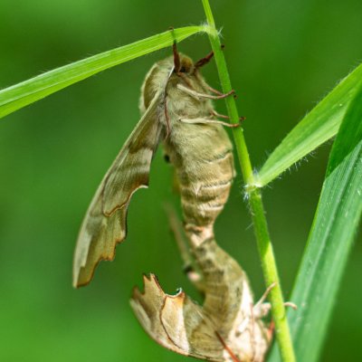 Mimas tiliae (lišaj lipový), NPR Hádecká planinka