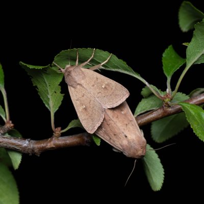 Mythimna ferrago (plavokřídlec bledoskvrnný), NPP Červený kopec