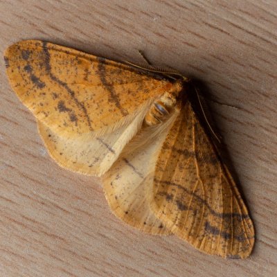 Agriopis aurantiaria (tmavoskvrnáč zlatavý), Žebětín