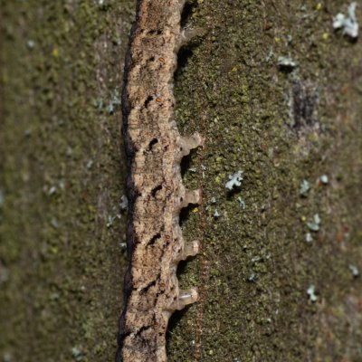 Polia nebulosa (můra jitrocelová), Augšperský potok