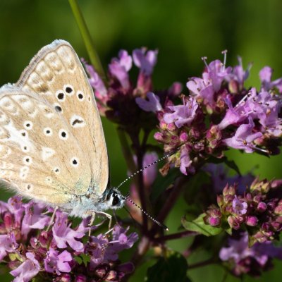 Polyommatus daphnis (modrásek hnědoskvrnný), Vilémovice