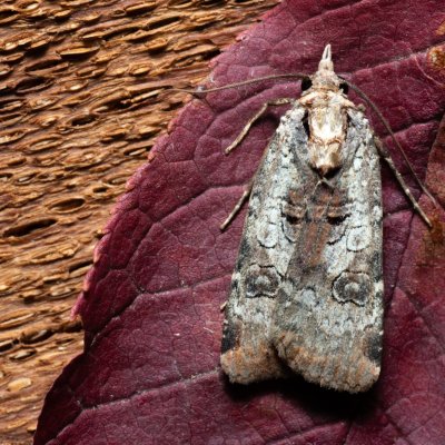 Epilecta linogrisea (osenice žlutošedá), Kývalka