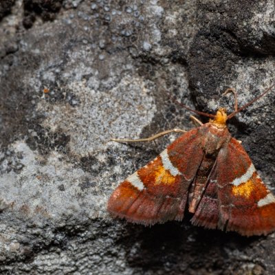 Pyralis regalis (zavíječ nádherný), NPR Děvín