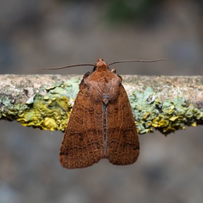 Agrochola nitida (polnice rozrazilová), Hády