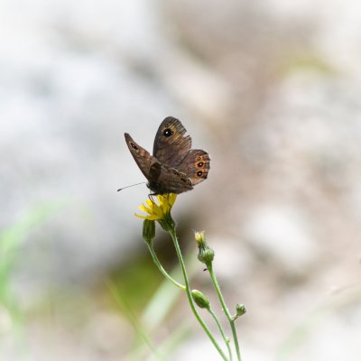 Lasiommata petropolitana (okáč stínovaný), SK, NPR Važecká dolina, Tatry