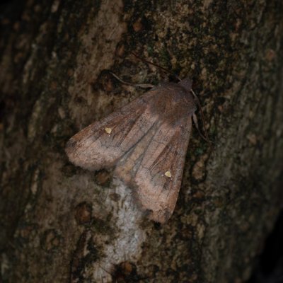 Eupsilia transversa (zimovnice dravá), Žebětín