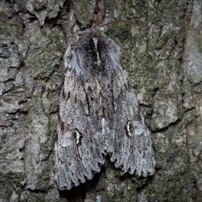 Brachionycha nubeculosa (dřevobarvec jarní), Kývalka