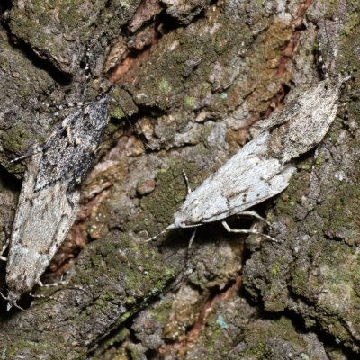 Diurnea fagella (šedivěnka jarní), Žebětín