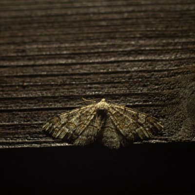 Alcis repandata (různorožec vrbový), SK, Štôla