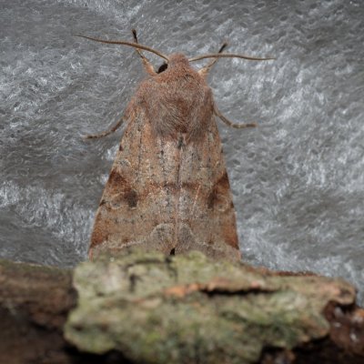 Orthosia incerta (jarnice březnová), Kývalka