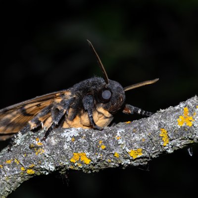 Acherontia atropos (lišaj smrtihlav), Hády
