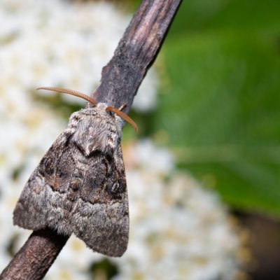 Colocasia coryli (běloskvrnka lísková), PR Liščí vrch