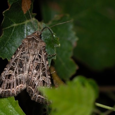 Sideridis reticulata (můra mydlicová), Havranické vřesoviště