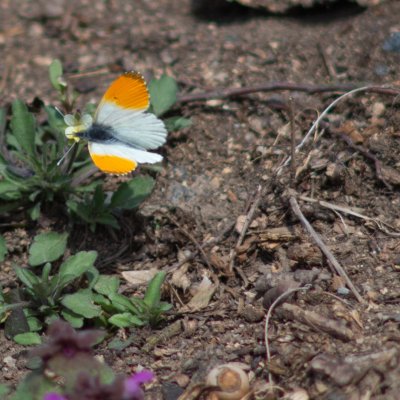 Anthocharis cardamines (bělásek řeřichový), Ríšova studánka