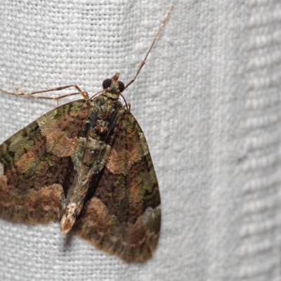 Chloroclysta siterata (píďalka lípová), Žebětín