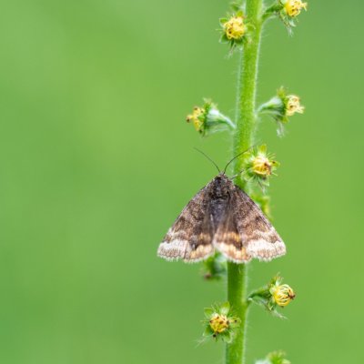 Euclidia glyphica (jetelovka hnědá), PP Obůrky - Třeštěnec