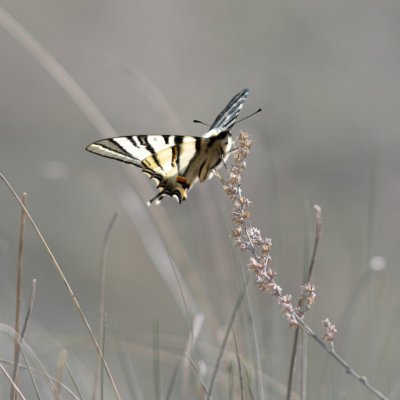 Iphiclides podalirius (otakárek ovocný), NPR Mohelenská hadcová step