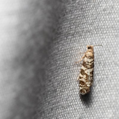 Epinotia tedella (obaleč smrkový), Kývalka