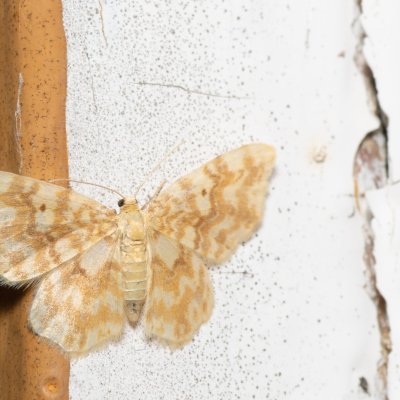 Hydrelia flammeolaria (píďalka ohnivá), SK, Štôla