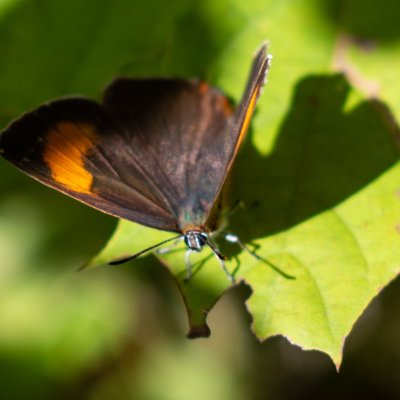 Thecla betulae (ostruháček březový), Adamov