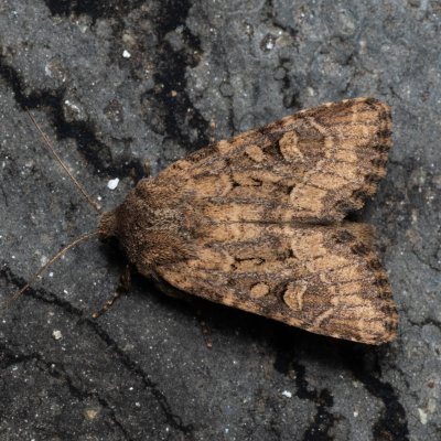 Luperina testacea (travařka hlínožlutá), Melč, Mokřinky