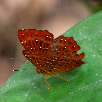 Zemeros flegyas (-), TH, Khao Sok