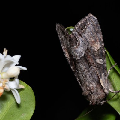 Lacanobia w-latinum (můra kručinková), NPP Červený kopec