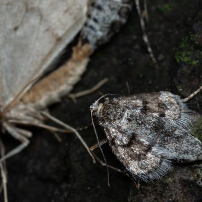 Operophtera fagata (píďalka lesní), Kývalka