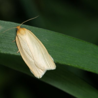 Zelotherses sp., Helenčina studánka