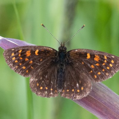 Melitaea diamina (hnědásek rozrazilový), SK, Štôla
