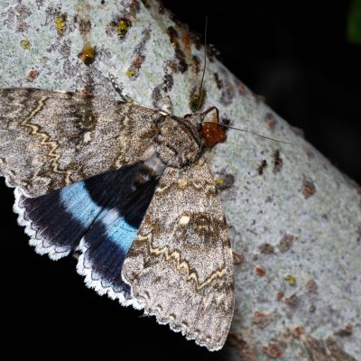 Catocala fraxini (stužkonoska modrá), Bratčice