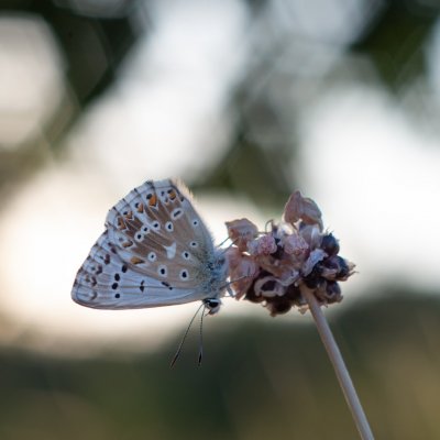 Polyommatus coridon (modrásek vikvicový), PR Kamenný vrch