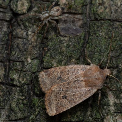 Conistra vaccinii (zimovnice brusnicová), Žebětín