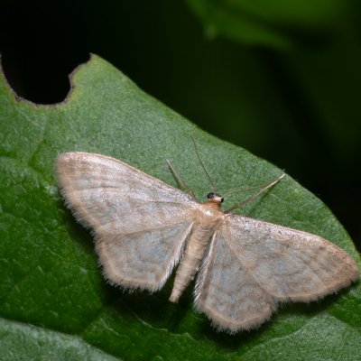 Idaea dilutaria (žlutokřídlec mechový), PR Turold