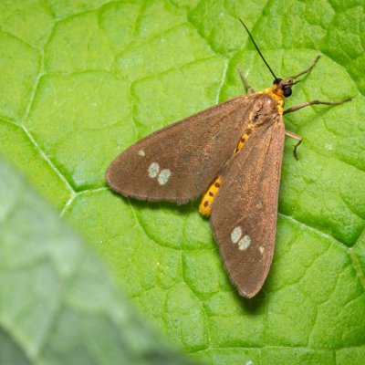 Dysauxes ancilla (běloskvrnáč lišejníkový), Augšperský potok