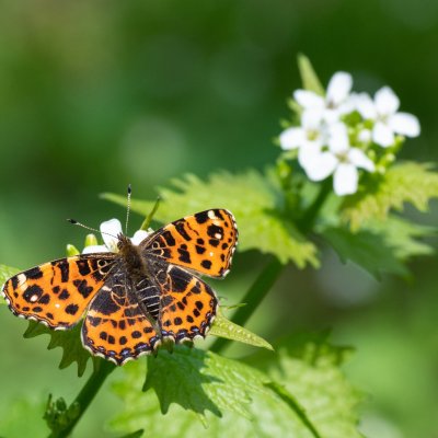 Araschnia levana (babočka síťkovaná), Jevišovice