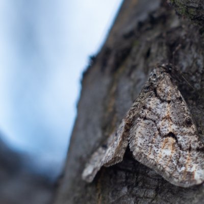 Agriopis leucophaearia (tmavoskvrnáč dubový), PP Květnice