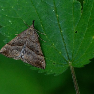 Hypena proboscidalis (zobonosec kopřivový), Podkomorské lesy
