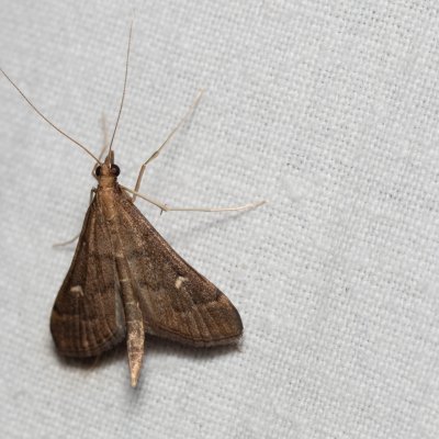 Dolicharthria punctalis (-), Zbýšovská halda