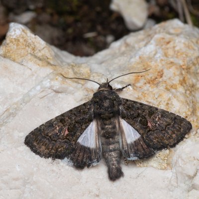 Aedia leucomelas (tmavopáska jižní), lom Perná