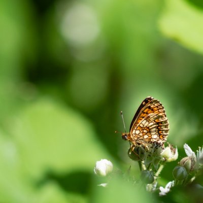 Melitaea athalia (hnědásek jitrocelový), Podkomorské lesy